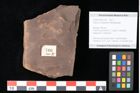 Foto (Objekt + Etikett) von Quercus palaeoilex Ettingshausen (NHMW-GEO-2024-0188-0766)